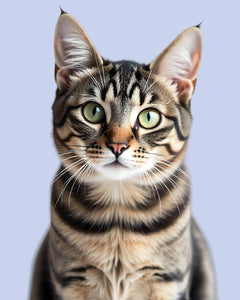 Collection image for: Cat